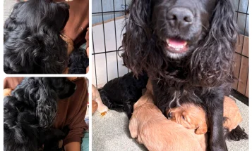 Cockapoo