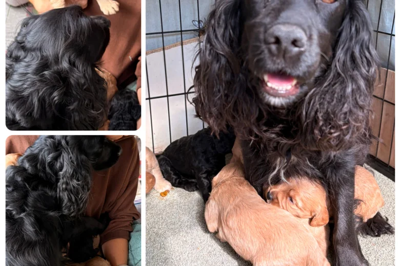 Cockapoo