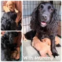 Cockapoo
