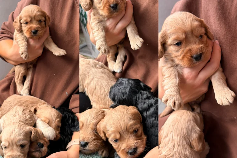 Cockapoo