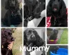 Cockapoo