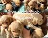 Cockapoo