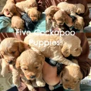 Cockapoo