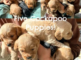 Cockapoo
