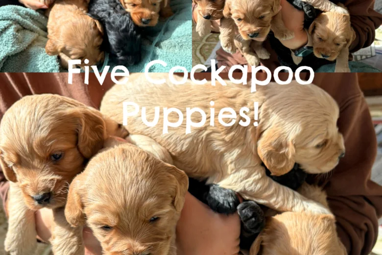 Cockapoo