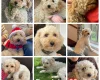 Cockapoo