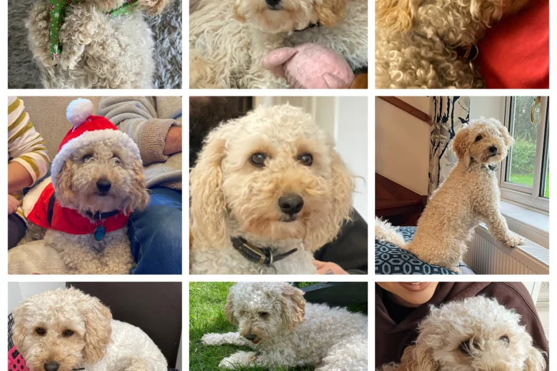 Cockapoo