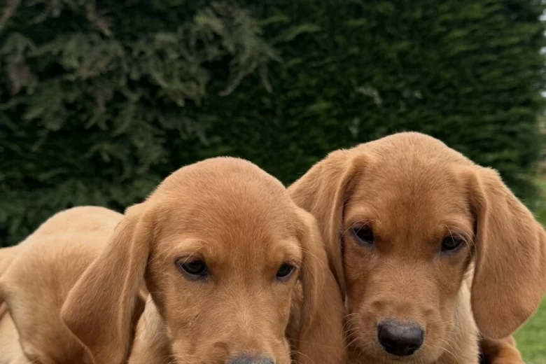 Labrador Retriever