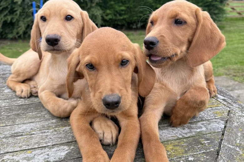 Labrador Retriever