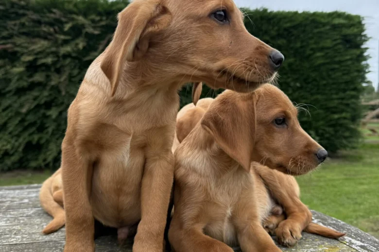 Labrador Retriever