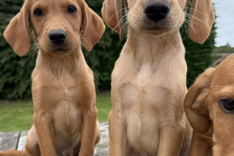 Labrador Retriever
