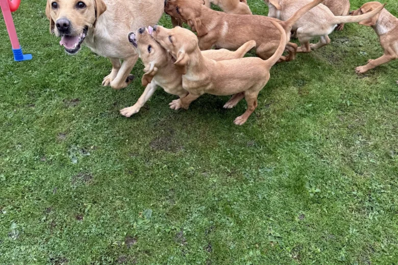 Labrador Retriever