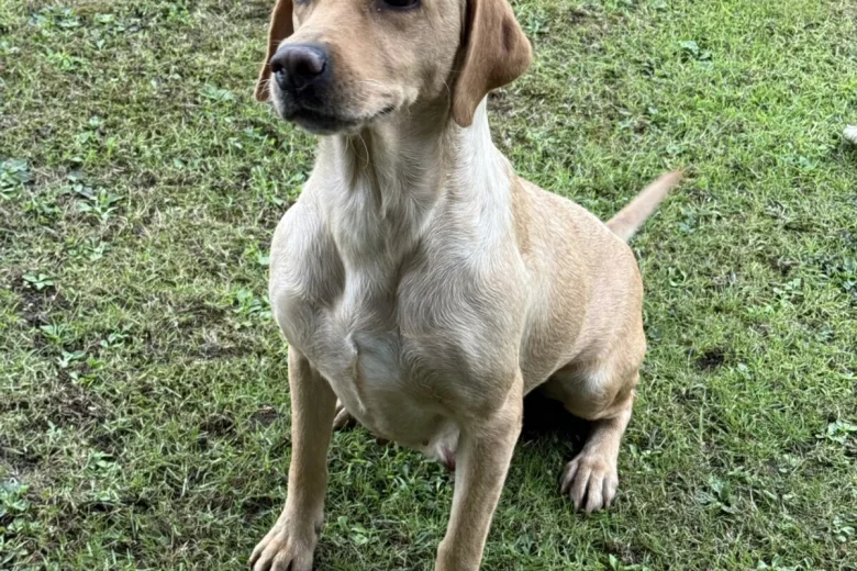 Labrador Retriever