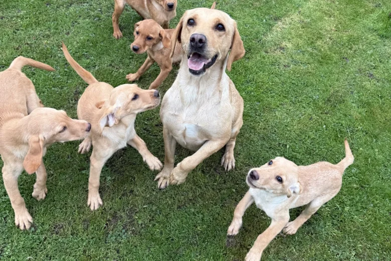 Labrador Retriever