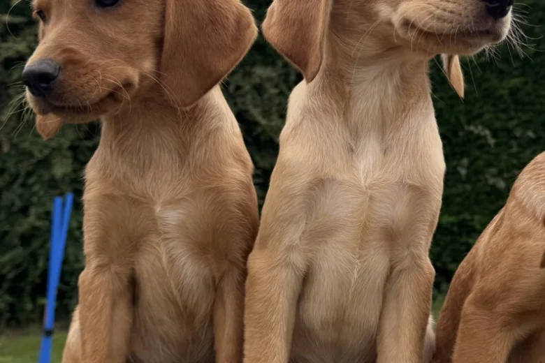 Labrador Retriever