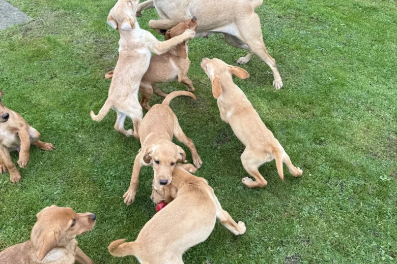Labrador Retriever