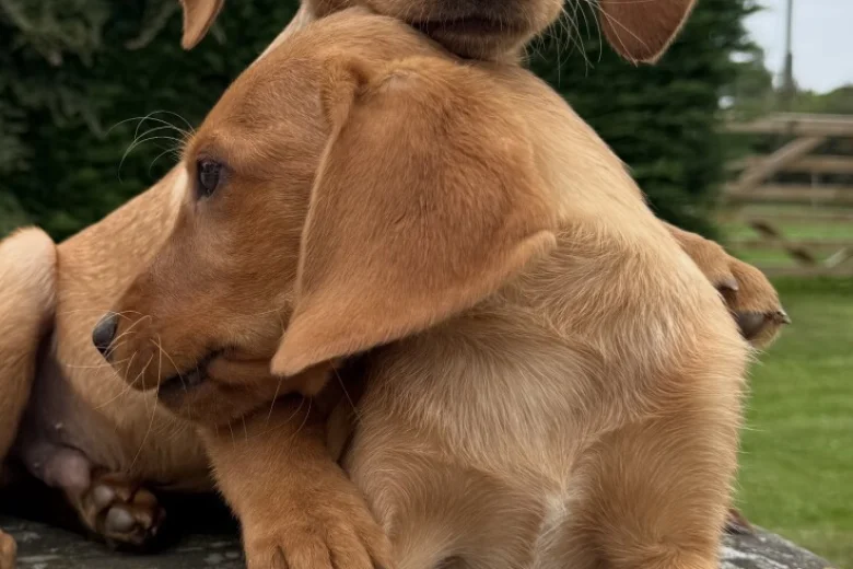 Labrador Retriever