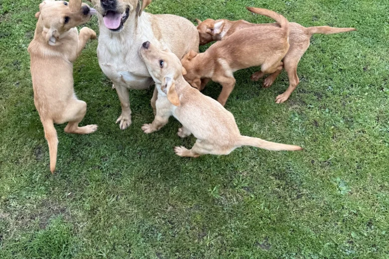 Labrador Retriever