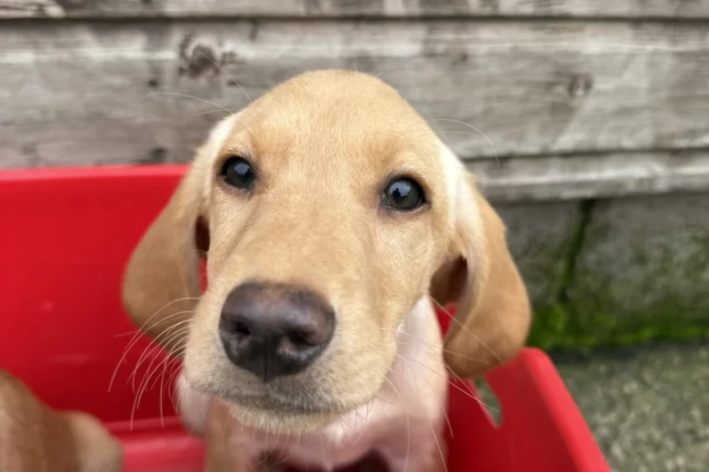 Labrador Retriever