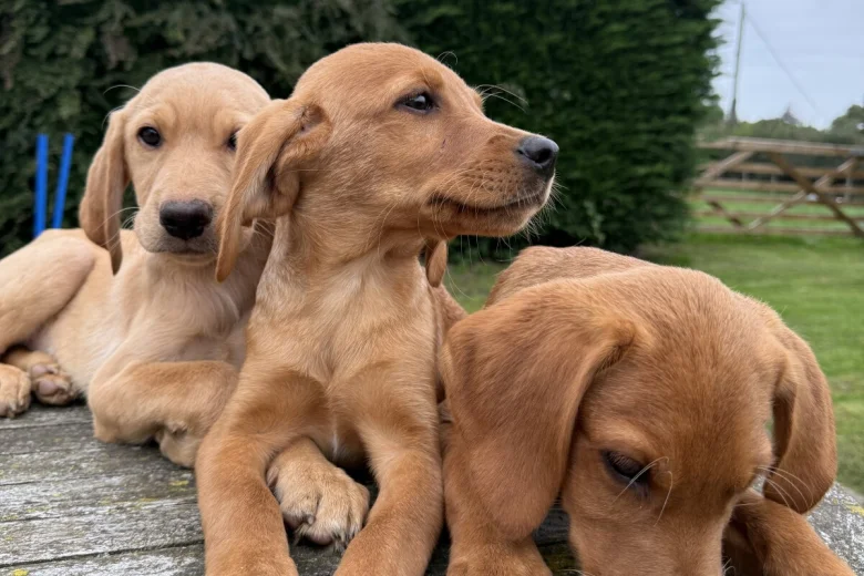 Labrador Retriever