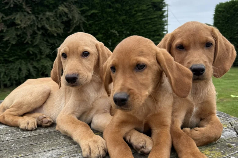 Labrador Retriever