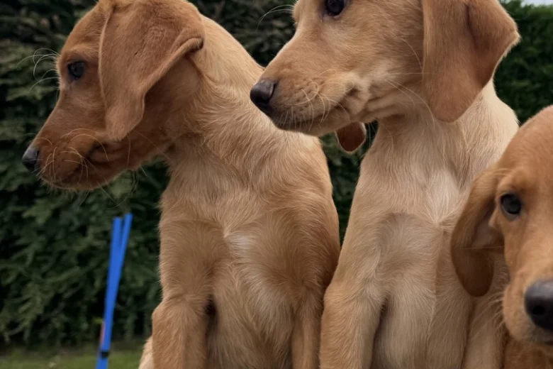 Labrador Retriever