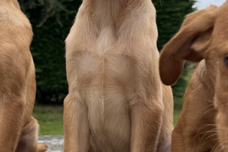 Labrador Retriever