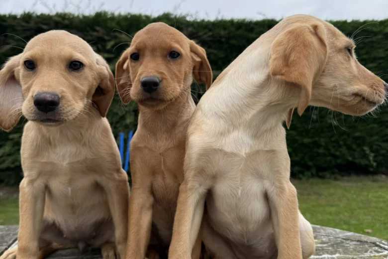 Labrador Retriever