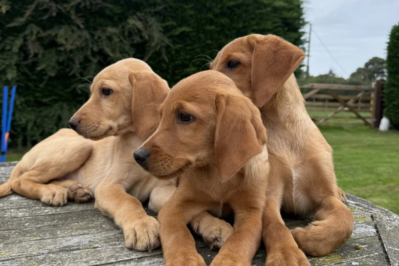 Labrador Retriever