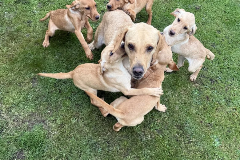 Labrador Retriever