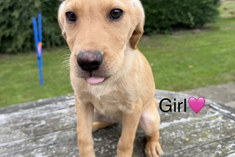 Labrador Retriever