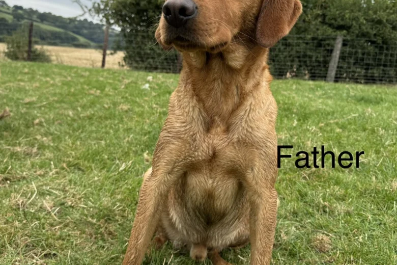 Labrador Retriever