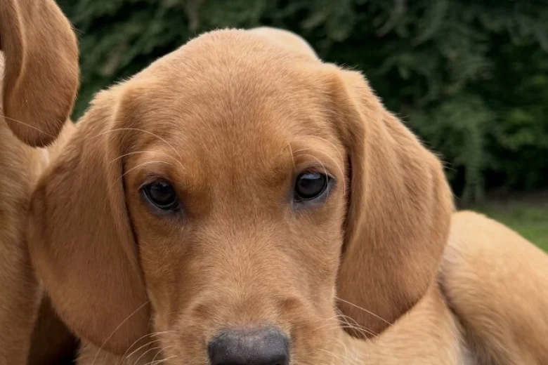 Labrador Retriever