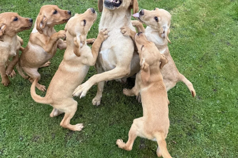 Labrador Retriever