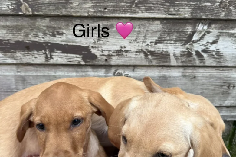 Labrador Retriever