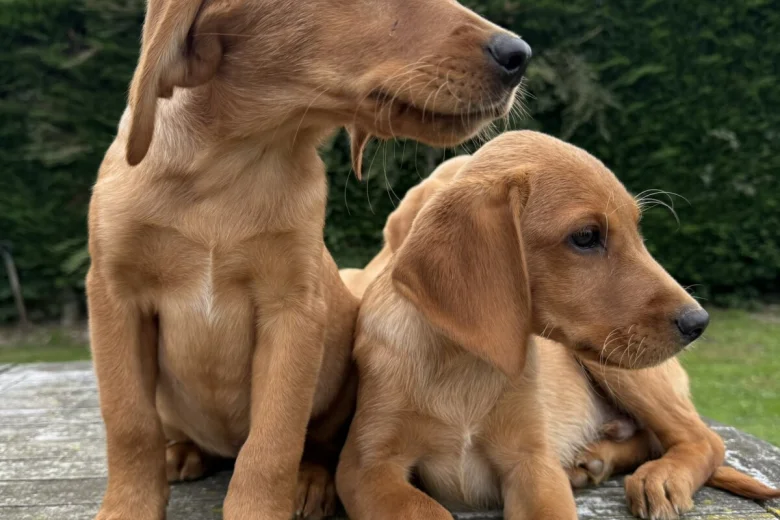 Labrador Retriever