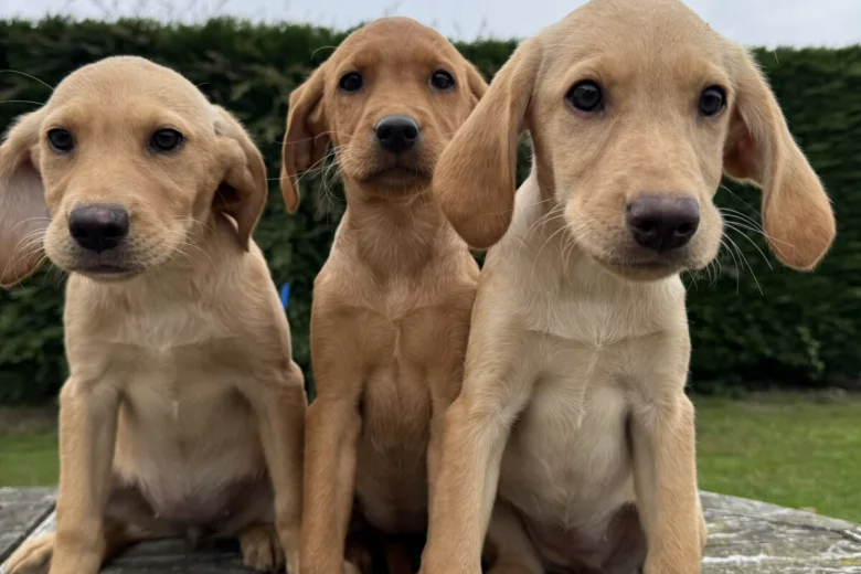 Labrador Retriever
