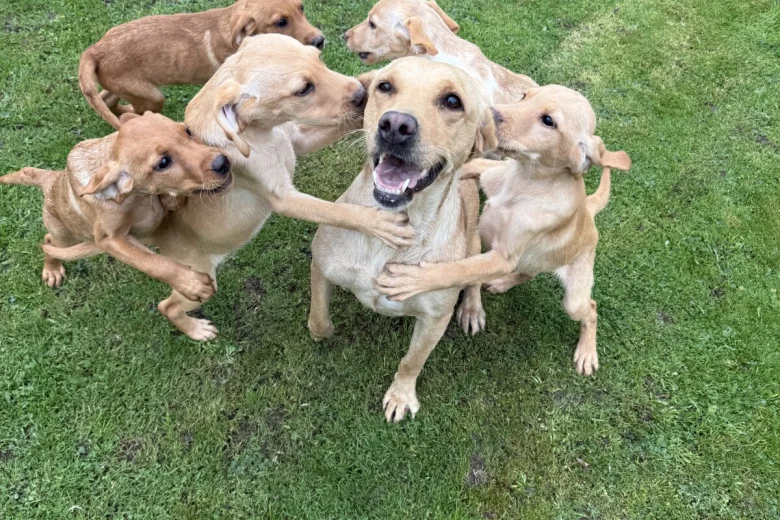 Labrador Retriever