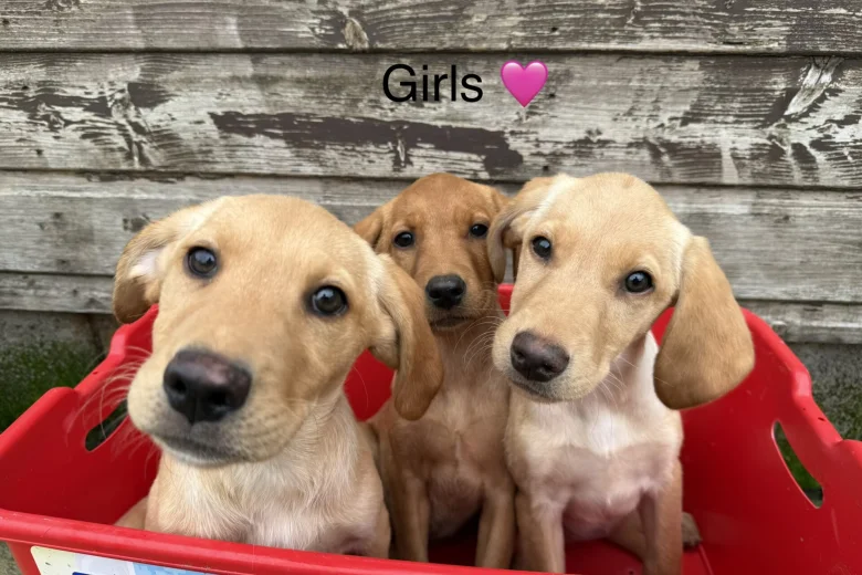 Labrador Retriever