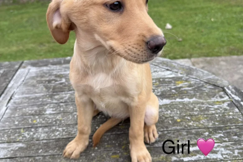 Labrador Retriever