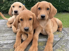 Labrador Retriever