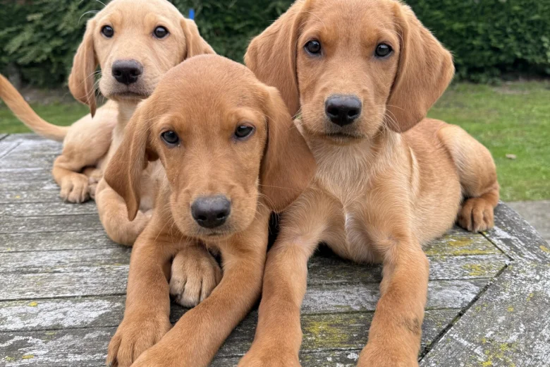 Labrador Retriever