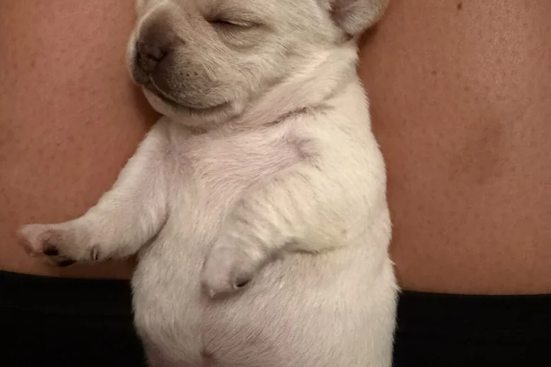 French Bulldog