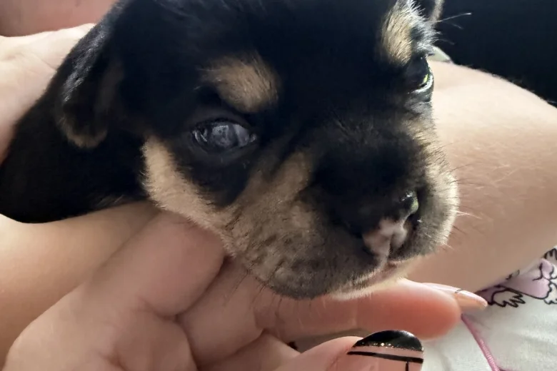 French Bulldog