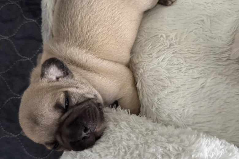 French Bulldog