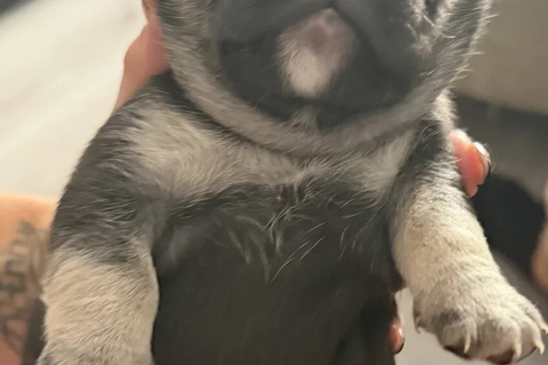 French Bulldog