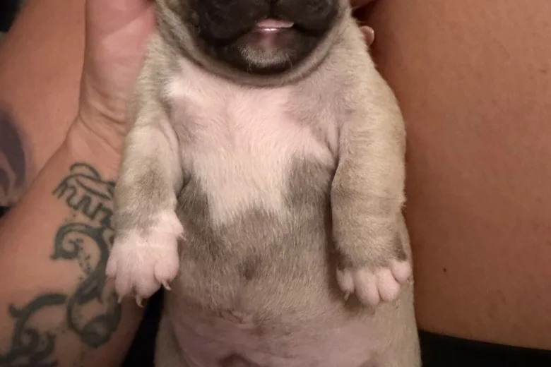 French Bulldog