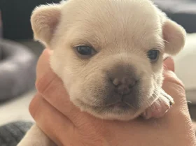 French Bulldog