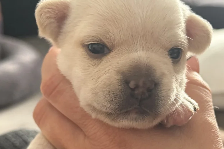 French Bulldog