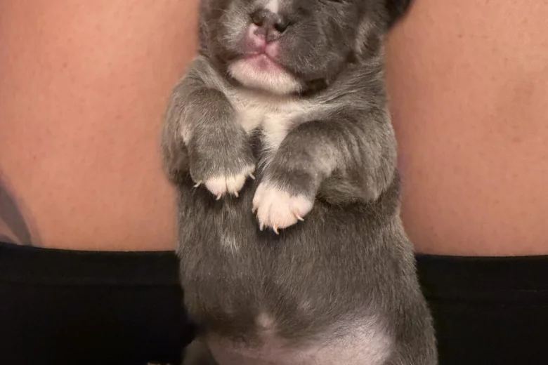 French Bulldog